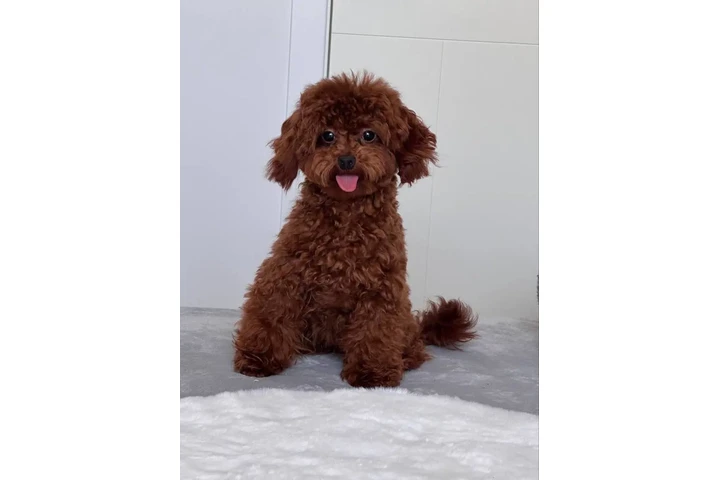 $350 : Lovely Maltipoo Puppies image 5