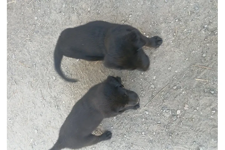 $200 : perros labradores image 2