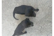 $200 : perros labradores thumbnail