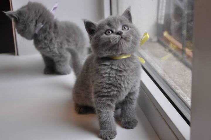 $300 : British shorthair kittens image 1