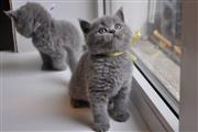 British shorthair kittens en St. Louis