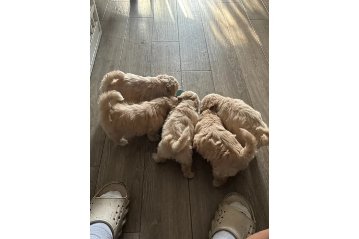 $550 : PERRITAS EN VENTA image 2