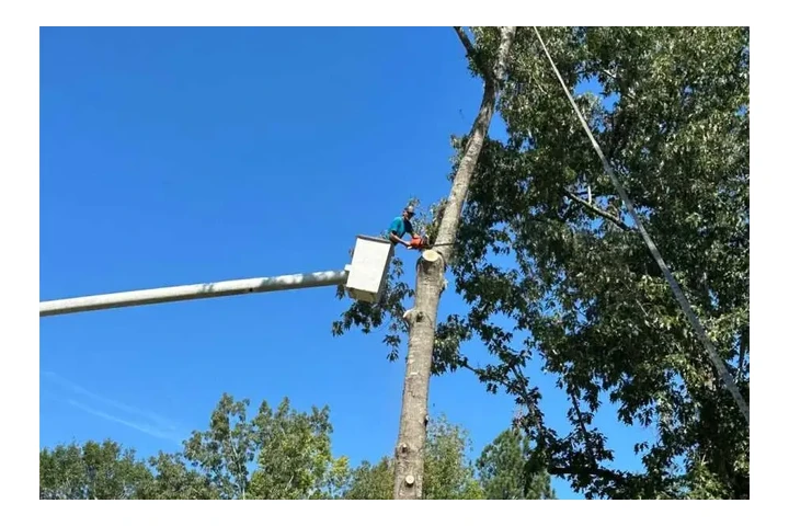 Professional Tree Care image 5
