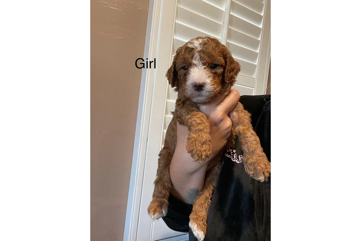 $1800 : Mini Goldendoodle F1b image 10