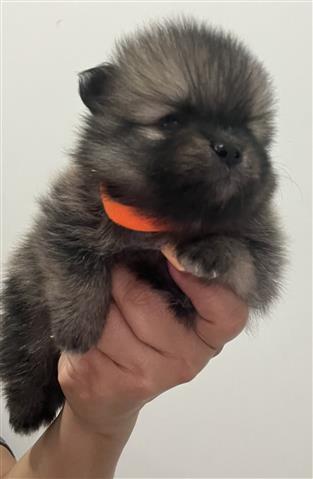 $1500 : Pomeranian image 1