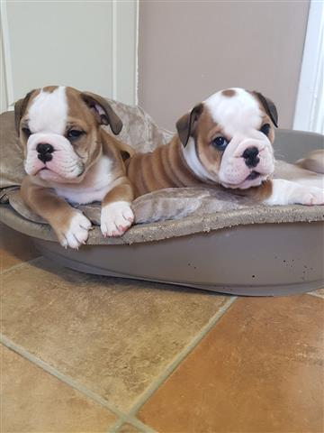 $500 : Los cachorros de bulldog inglé image 1