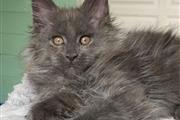 Gatitos Maine Coon en adopción en San Francisco Bay Area