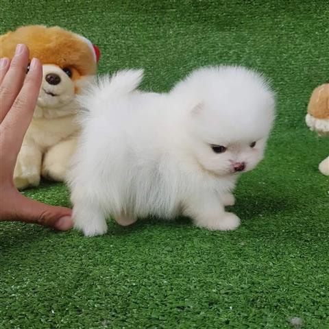 $550 : Cachorro Pomerania Blanco Para image 1