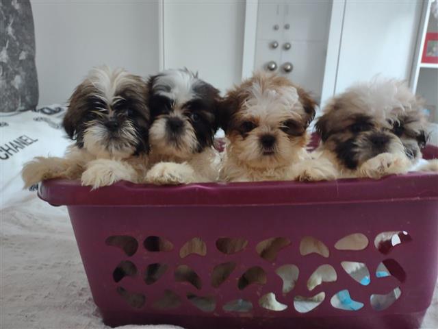 $500 : Cachorros de Shih Tzu image 1