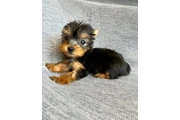 $350 : Cachorros mini yorkshire thumbnail
