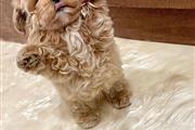 MALTIPOO EN VENTA