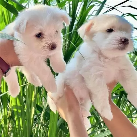$400 : Cute Maltese Puppies For Sale image 2