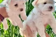 $400 : Cute Maltese Puppies For Sale thumbnail