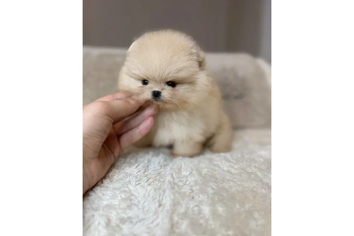 $350 : Pomerania en venta image 2