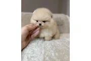 $350 : Pomerania en venta thumbnail