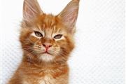 $500 : Cute Maine Coon kittens thumbnail