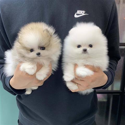 $250 : Pomeranians puppies image 1