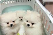 Pom Puppies For Sale en Wilmington