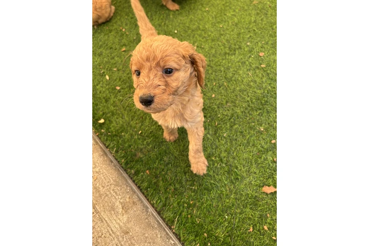 $750 : Golden doodle image 2