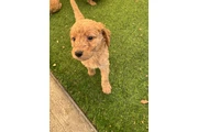 $750 : Golden doodle thumbnail