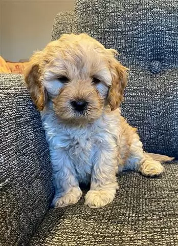 Adorable Cavapoo puppies image 2