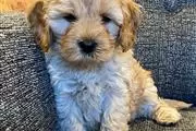 Adorable Cavapoo puppies thumbnail