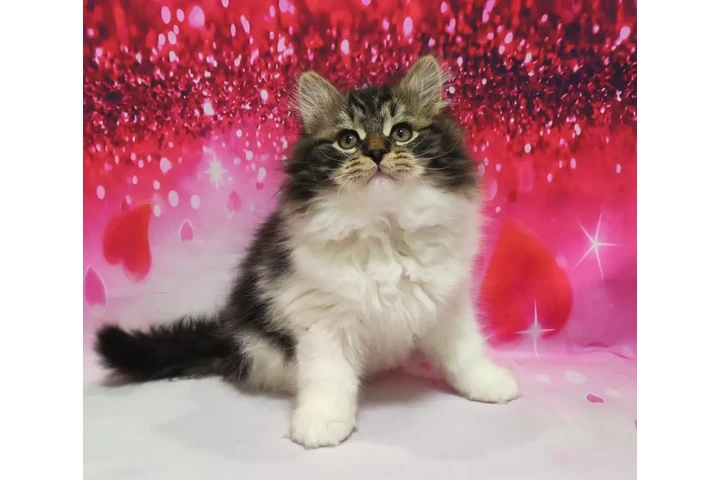 $500 : Norwegian forest kittens image 2