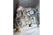 Beautiful French Bulldog Pupps en Orange County