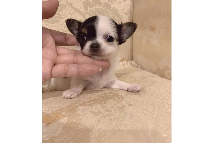 $350 : teacupchihuahua puppy for sale image 1