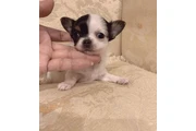 teacupchihuahua puppy for sale en Los Angeles