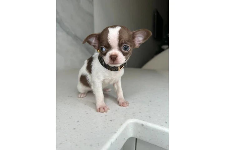 $300 : Teacup Chihuahua puppies image 7