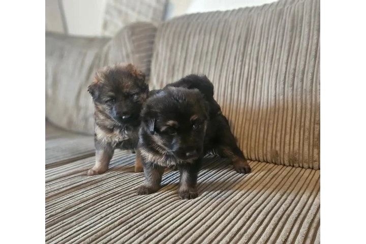 $350 : Cachorros de pastor alemán image 4