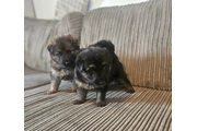 $350 : Cachorros de pastor alemán thumbnail