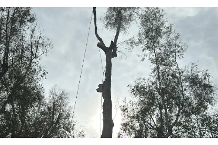 Adelfo Tree Service image 6