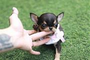 $350 : CHIHUAHUA EN VENTA thumbnail