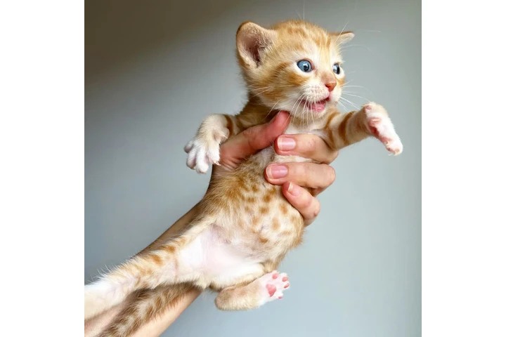 $100 : Siamese kittens image 4