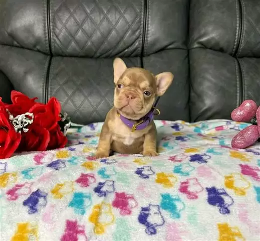 $400 : French bulldog puppies image 2