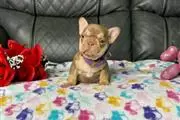 $400 : French bulldog puppies thumbnail