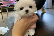 cachorros maltés y maltipoo