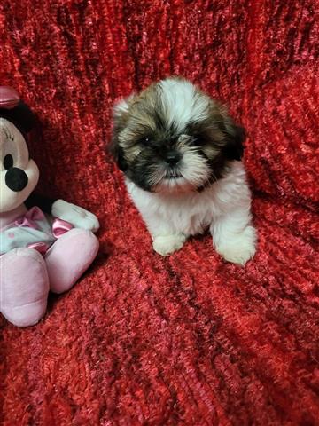 $300 : Shih tzu puppies image 1