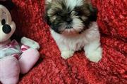 Shih tzu puppies en Los Angeles