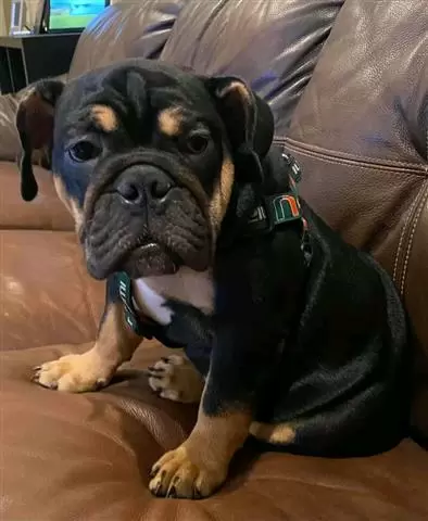 $800 : English bulldog image 4