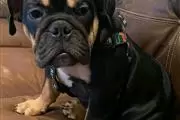 $800 : English bulldog thumbnail