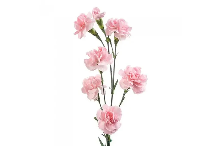 Rosas Premium y Arreglos image 3