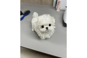 Bichon frise cachorros