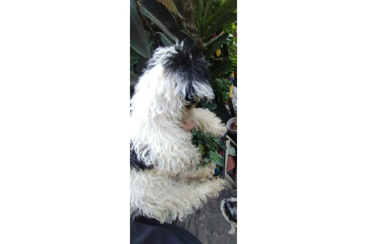 $100 : MINI POODLE MIXTO CON TERRIER image 6
