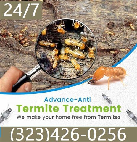 Termite Control100%Garantizado image 1