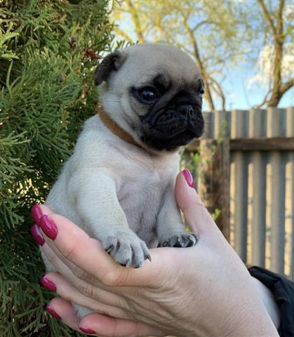 $350 : pug en venta cachorros image 2