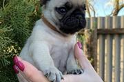 $350 : pug en venta cachorros thumbnail