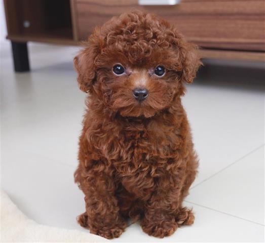 $300 : Poodle girl puppies for sale image 1
